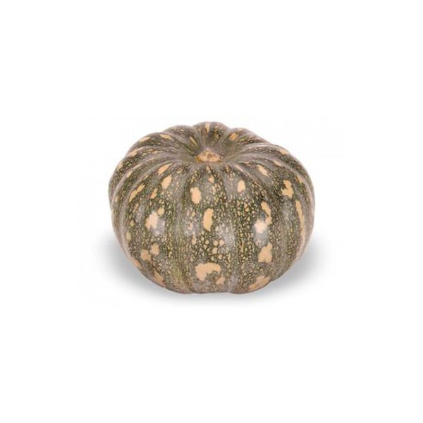 Encontraproduto.com.br - Abóbora Jacaré