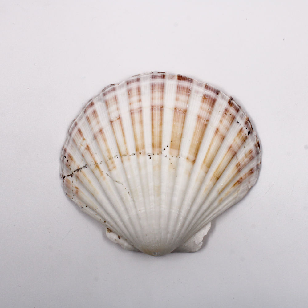 Encontraproduto.com.br - CONCHA SHELL SCALLOP COM FURO COM 500GR