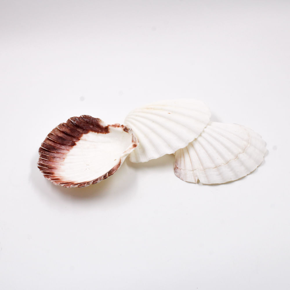 Encontraproduto.com.br - CONCHA SHELL SCALLOP COM FURO COM 500GR