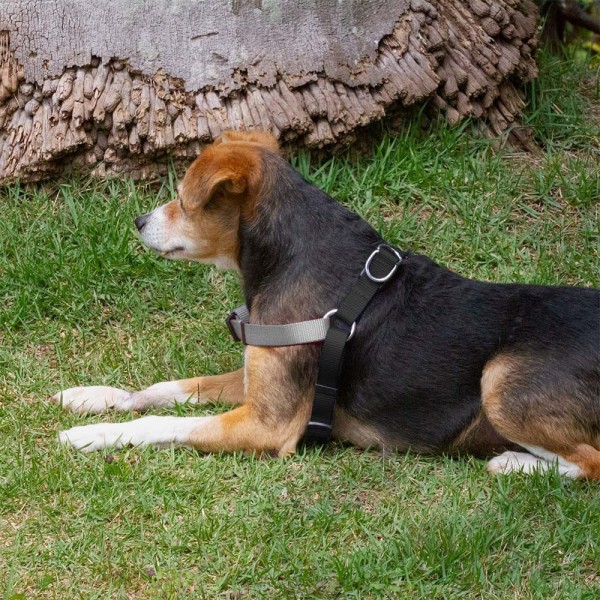 Encontraproduto.com.br - Peitoral Triple Step Preto e Cinza Tam. PP Mimo - PP265OUT [Reembalado]