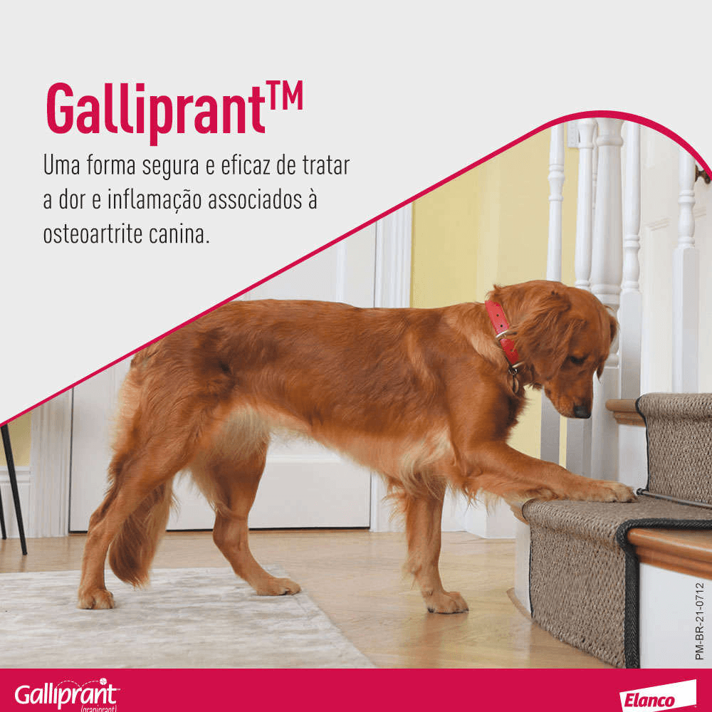 Encontraproduto.com.br - Galliprant 60mg Anti-inflamatório para Cachorro