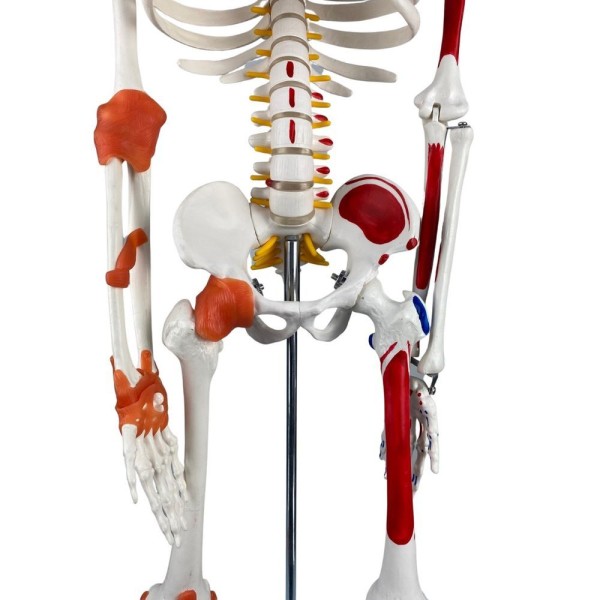 Encontraproduto.com.br - Esqueleto 85Cm Ligamentos Inserções Musculares