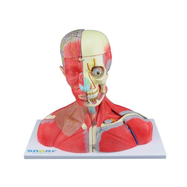 Encontraproduto.com.br - Cabeça Pescoço e Parte do Tronco Musculados em 19 Partes