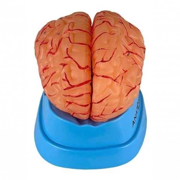 Encontraproduto.com.br - Cérebro Humano Com Artérias Em 9 Partes