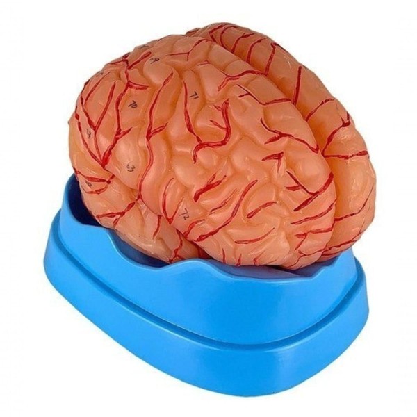 Encontraproduto.com.br - Cérebro Humano Com Artérias Em 9 Partes