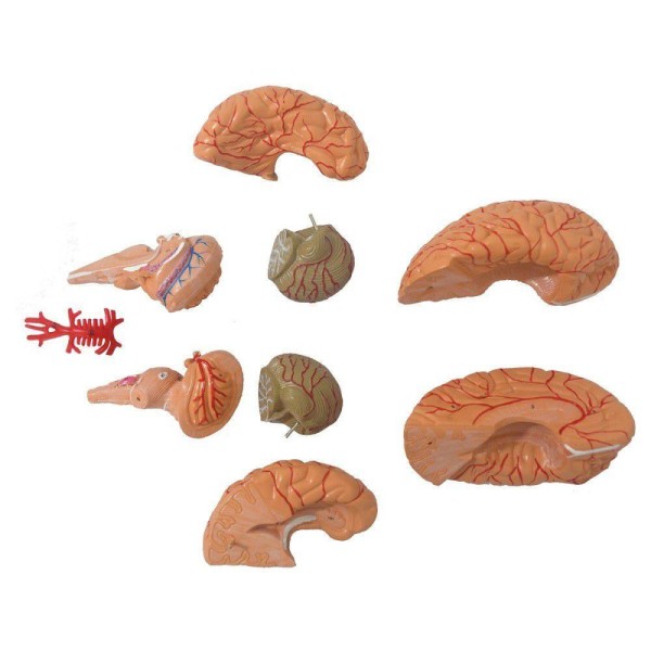 Encontraproduto.com.br - Cérebro Humano Com Artérias Em 9 Partes