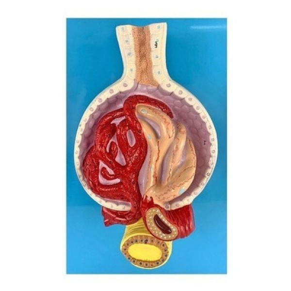 Encontraproduto.com.br - Rim Glomérulos Ampliado 700 X, Anatomia