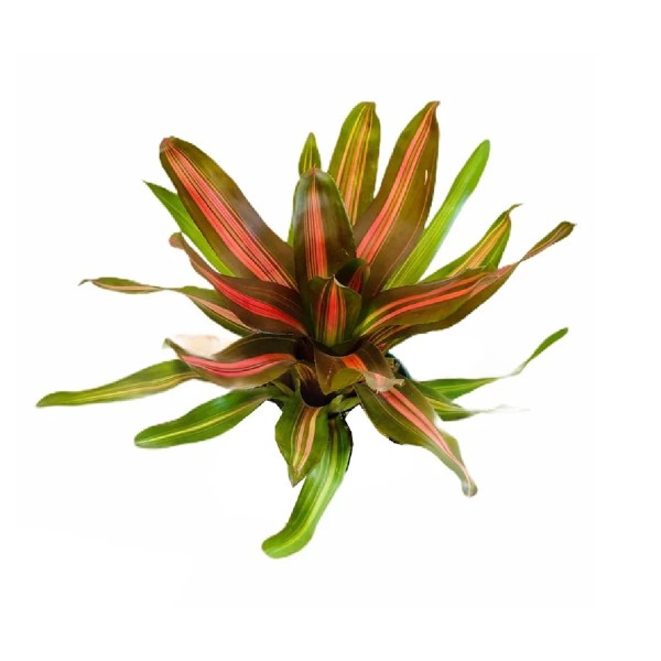 Encontraproduto.com.br - Bromélia Neoregelia Variegata pt14