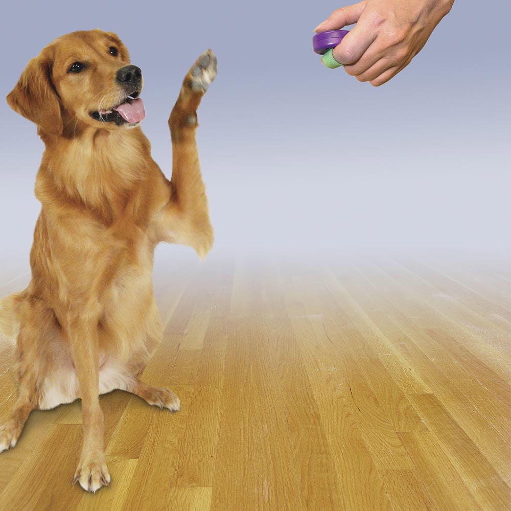 Encontraproduto.com.br - Adestrador Para Cães ClikR Amicus