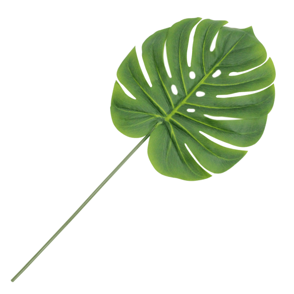 HASTE COSTELA DE ADAO 63CM R. Y84533FJG
