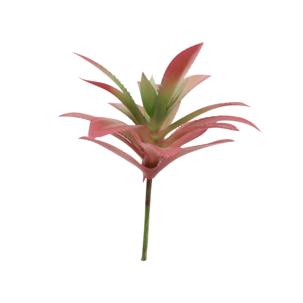 FLOR SUCULENTA LX 1903 A10 OUTONADA
