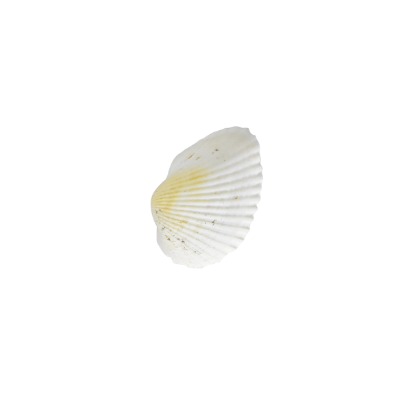 Encontraproduto.com.br - ENFEITE DECORATIVO CONCHA 15782-04  03