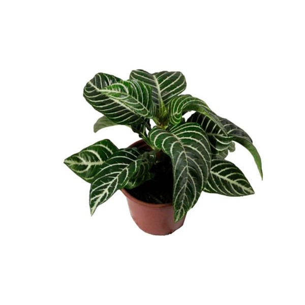 Encontraproduto.com.br - Planta Maranta Variada Pote 19 com 1un