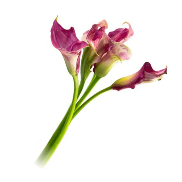 Encontraproduto.com.br - Maço de Flores Zantedeschia Kato Green Unidade