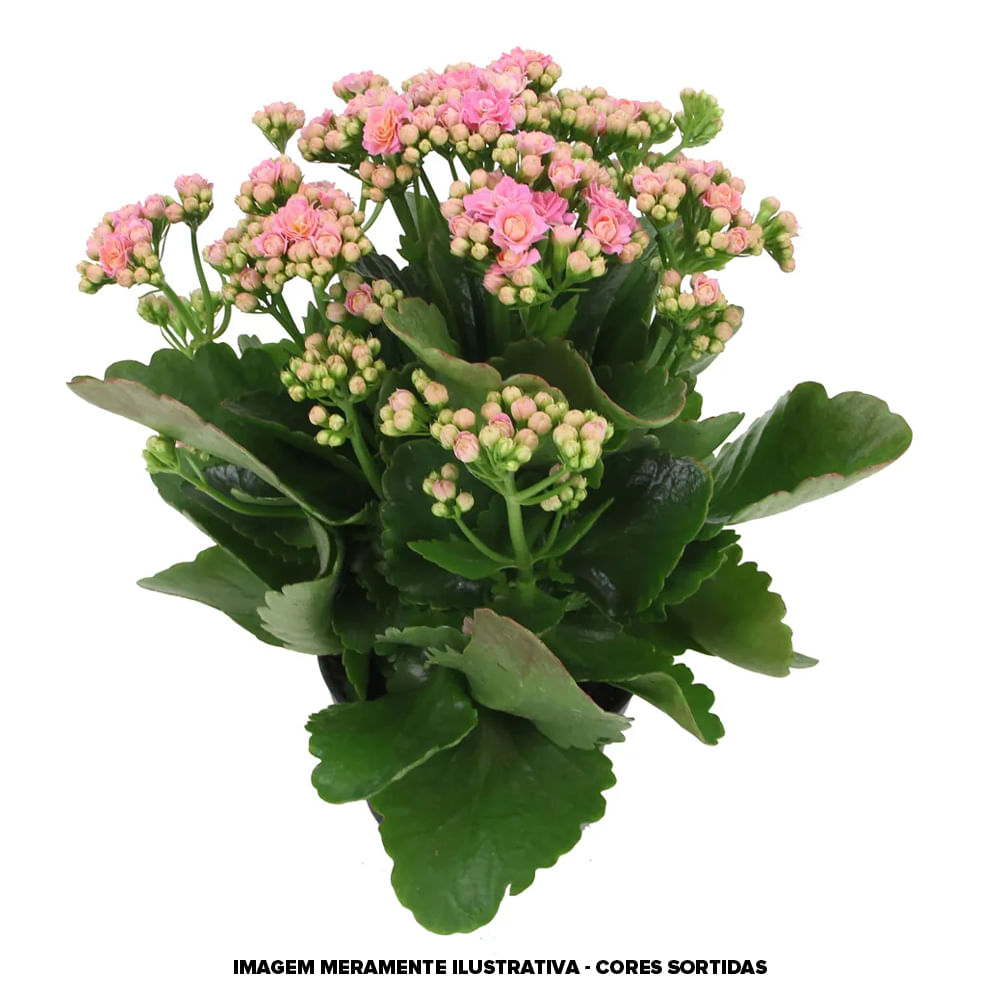 Vaso Kalanchoe Dobr P11