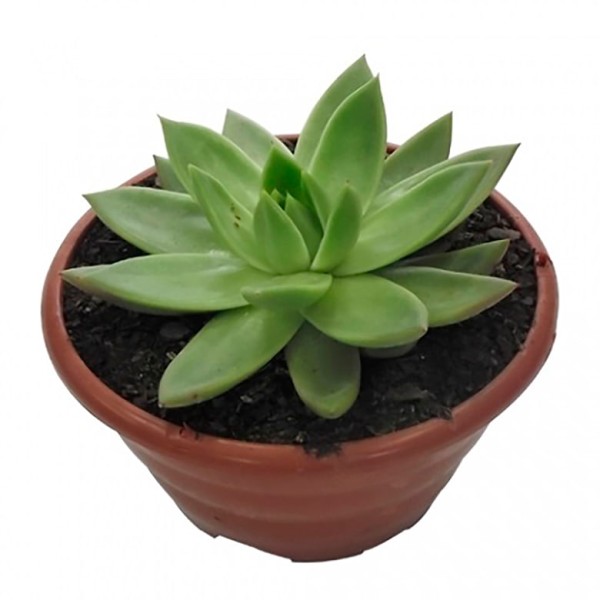 Encontraproduto.com.br - Planta Suculenta Cuia13 com 1un