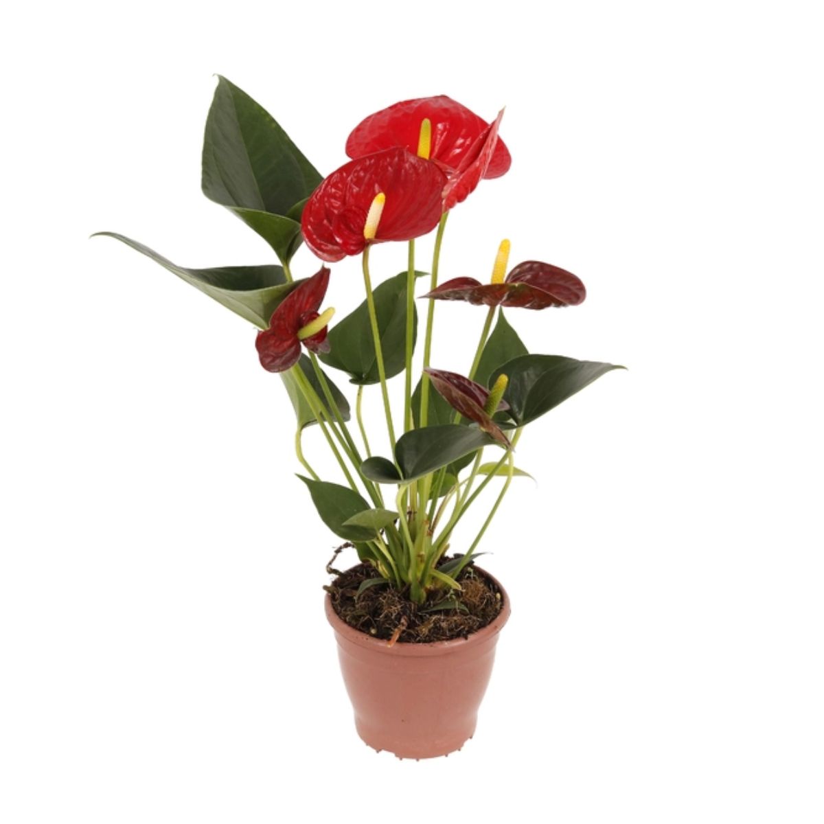 Flor Anthurium Dakota PT 17 Carrefour