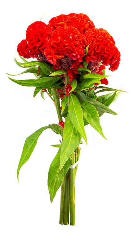 Flor Poética Celósia Variado 1 maço