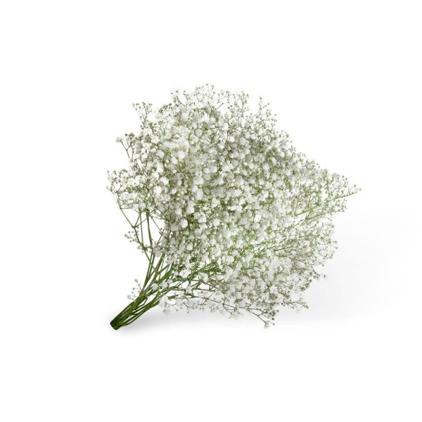 Encontraproduto.com.br - Maço de Flores Gypsophilas Kato Green Unidade
