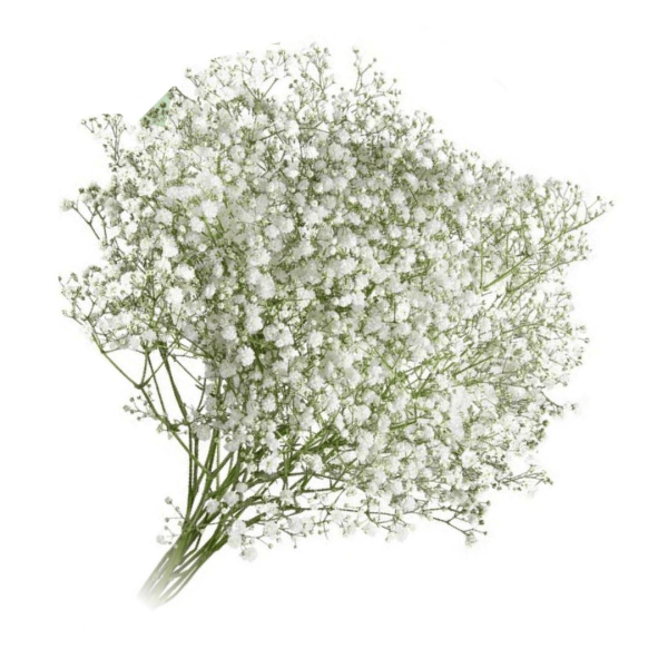 Encontraproduto.com.br - Maço de Flores Gypsophilas Kato Green Unidade