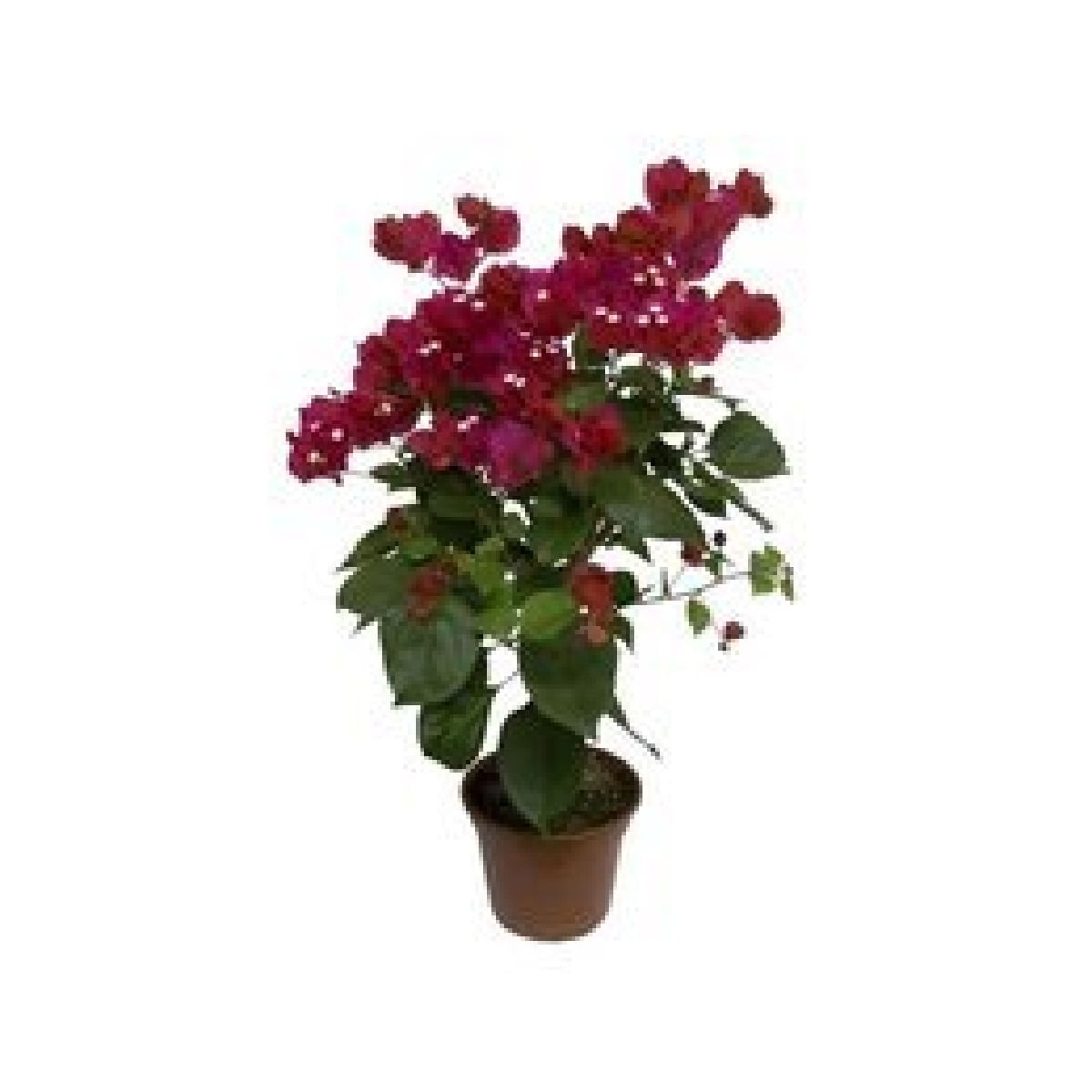 Encontraproduto.com.br - Flor Primavera Pote 11 com 1un