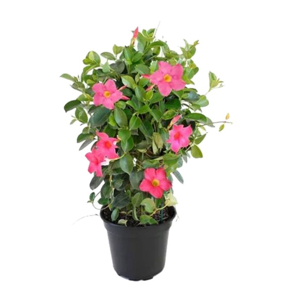 Encontraproduto.com.br - Vaso Dipladenia P15