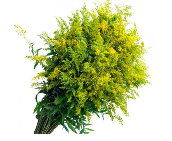 Encontraproduto.com.br - Maço de Flores Tango Kato Green Unidade