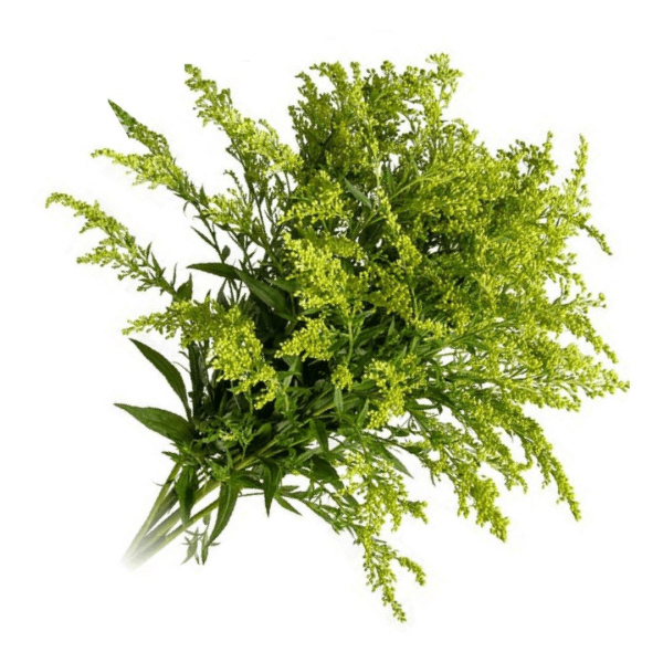 Encontraproduto.com.br - Maço de Flores Tango Kato Green Unidade