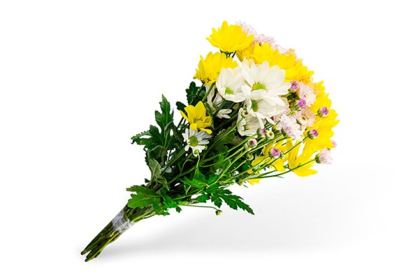 Encontraproduto.com.br - Maço de Flores Crisântemo Kato Green Unidade