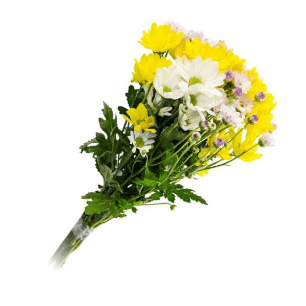 Encontraproduto.com.br - Maço de Flores Crisântemo Kato Green Unidade
