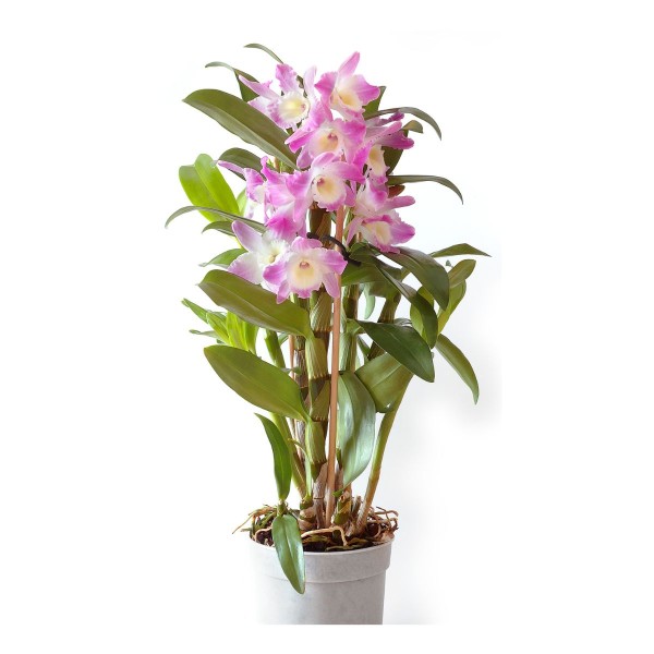 Encontraproduto.com.br - Orquídea Denphalaen Pote 13