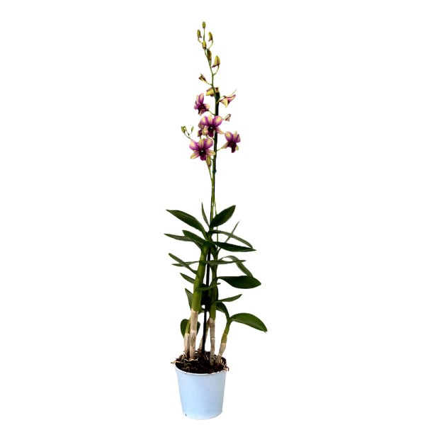 Encontraproduto.com.br - Orquídea Denphalaen Pote 13
