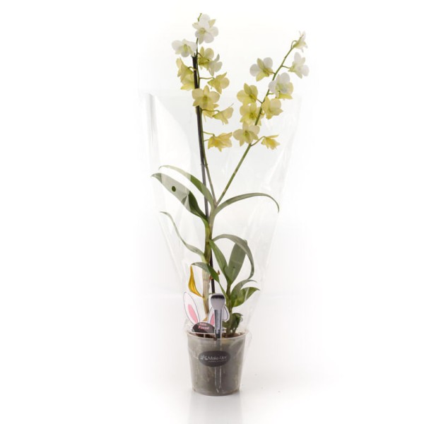 Encontraproduto.com.br - Orquídea Denphalaen Pote 13