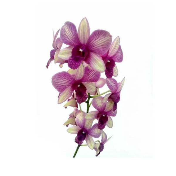 Encontraproduto.com.br - Orquídea Denphalaen Pote 13