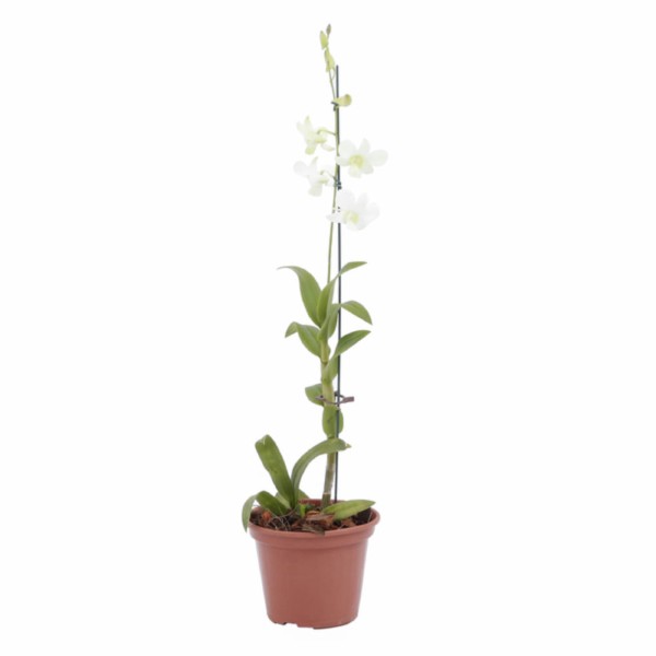 Encontraproduto.com.br - Orquídea Denphalaen Pote 13