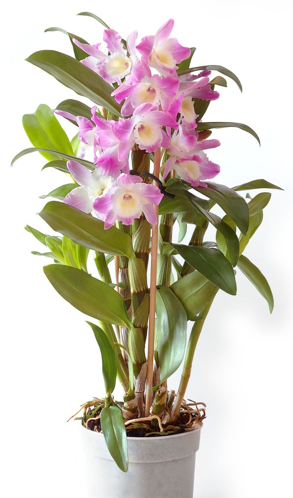Encontraproduto.com.br - Orquídea Denphalaen Pote 13