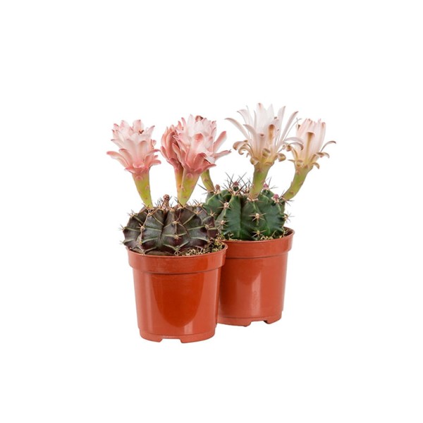 Planta - Cactus Mix Pote 6 - 1un