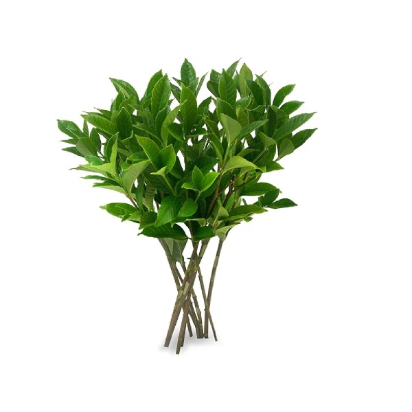 Encontraproduto.com.br - Flor Poética Maço Folhagem Variada un