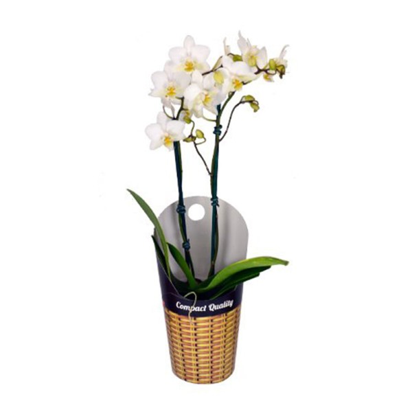 Encontraproduto.com.br - Orquídea Phalaenopsis Mini Pote 09