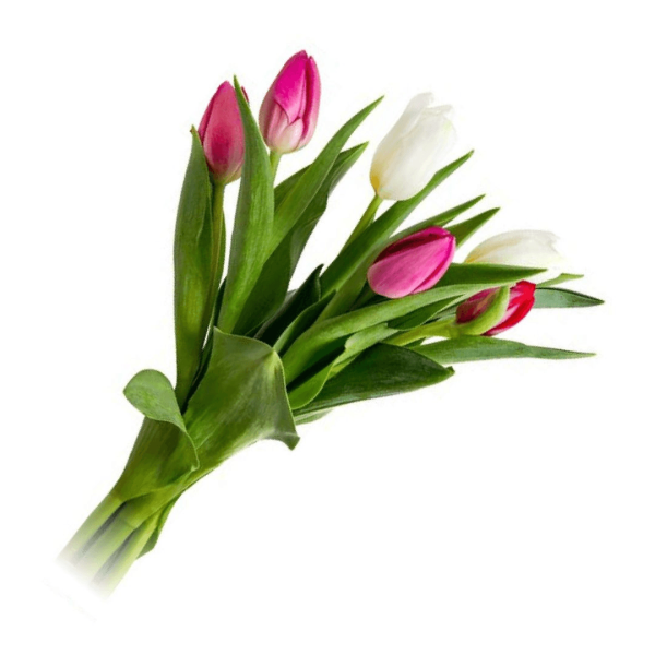 Encontraproduto.com.br - Maço de Flores Tulipas Kato Green Unidade