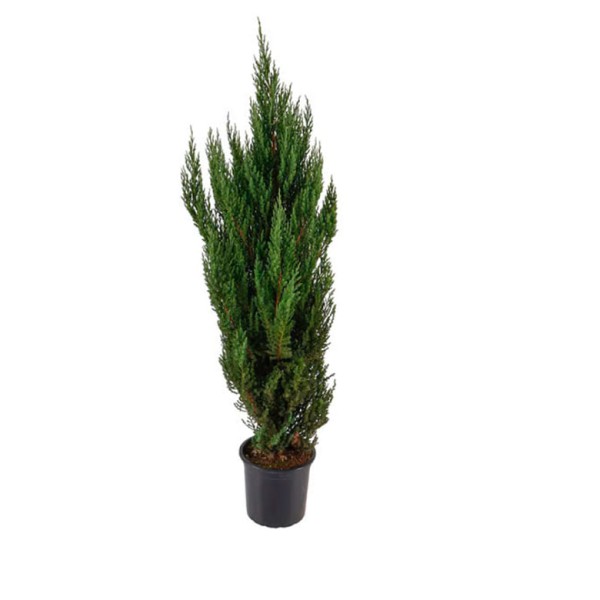Encontraproduto.com.br - Planta Tuia Strickita Pote 24 com 1un