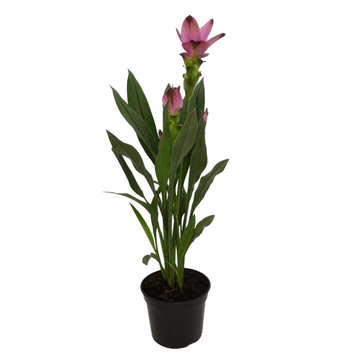 Flor CURCUMA PREMIUM Pote 15