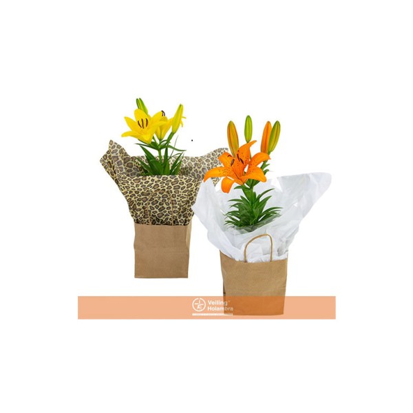 Encontraproduto.com.br - Flor Lírio Decorado Variado Pote 12 com 1un