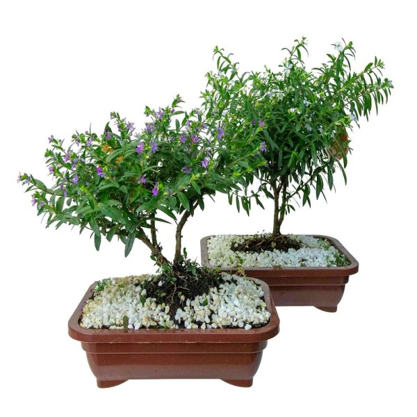 Encontraproduto.com.br - Vaso Bonsai Jovem Erica Plastico 1,1L Com Flor