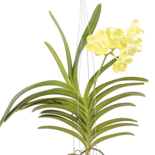 Encontraproduto.com.br - Produto Flor Orquidea Vanda 1 Aste.<BR>O ideal é colocar a flor em locais bem iluminados e bem ventilados. Preferência em locais onde a planta possa receber o Sol da manhã entre 7h e 9 horas.