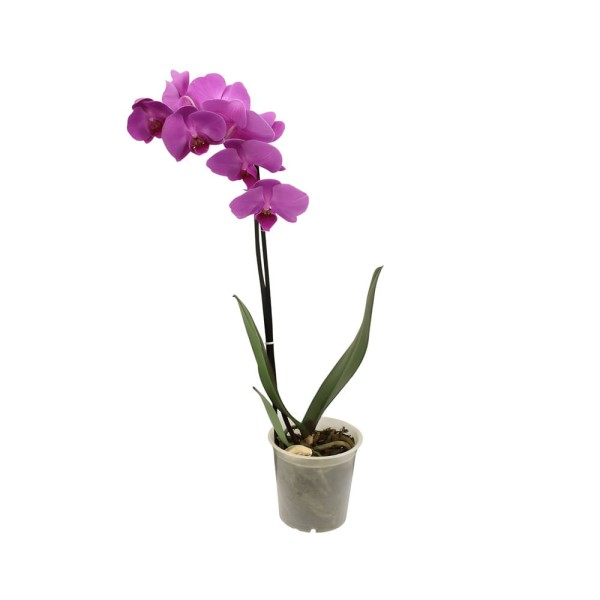 Encontraproduto.com.br - Orquídea Phalaenopsis Mix Pote 12