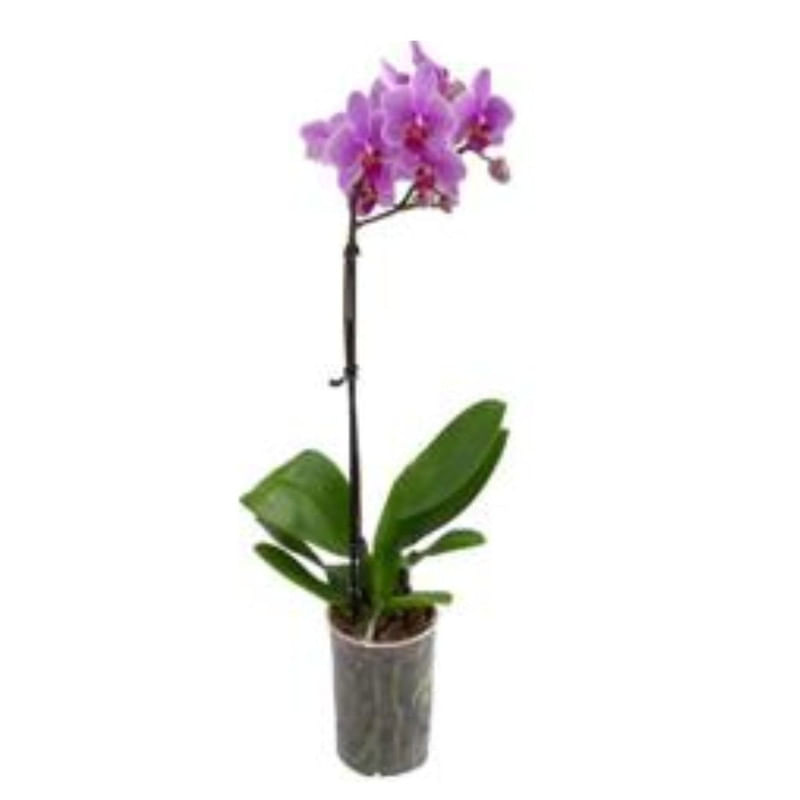 Orquídea Phalaenopsis Mix Pote 12