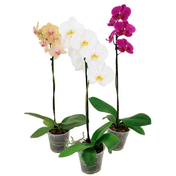 Encontraproduto.com.br - Orquídea Phalaenopsis Mix Pote 12