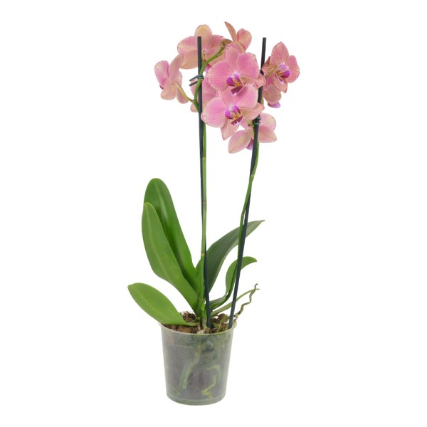 Encontraproduto.com.br - Orquídea Phalaenopsis Mix Pote 12