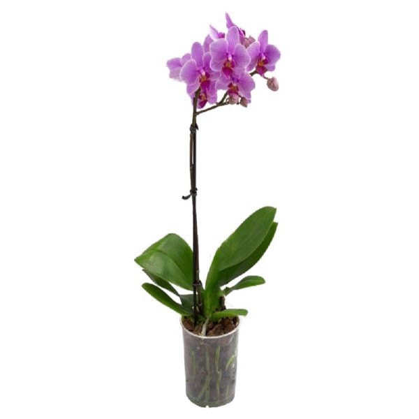 Encontraproduto.com.br - Orquídea Phalaenopsis Mix Pote 12